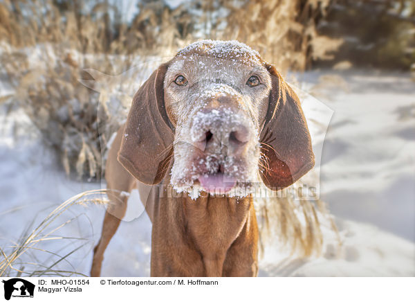 Magyar Vizsla / Magyar Vizsla / MHO-01554