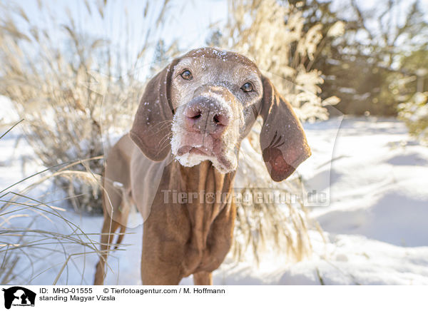 stehender Magyar Vizsla / standing Magyar Vizsla / MHO-01555