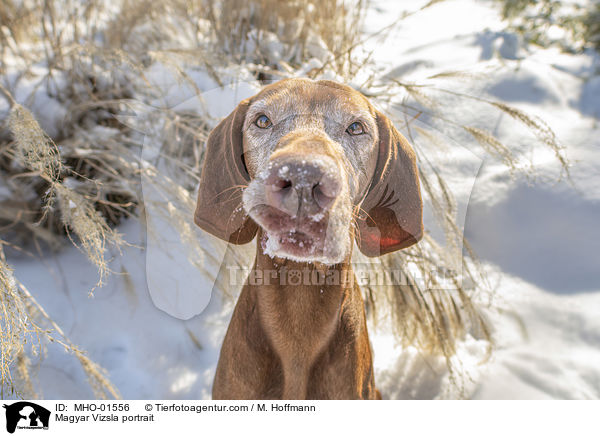 Magyar Vizsla Portrait / Magyar Vizsla portrait / MHO-01556