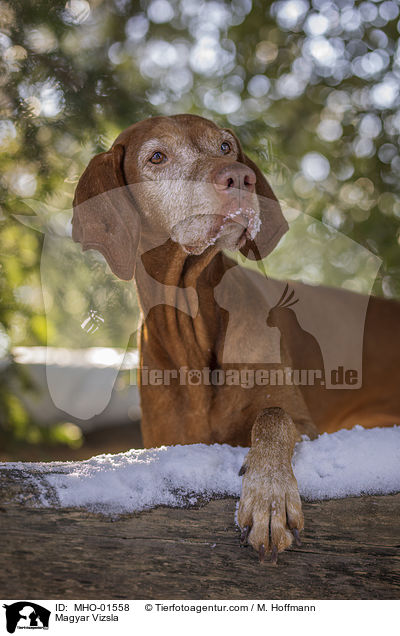 Magyar Vizsla / MHO-01558