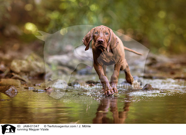 running Magyar Vizsla / JAM-01347