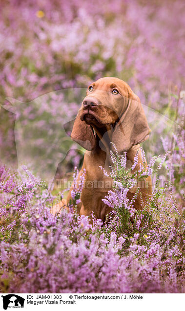 Magyar Vizsla Portrait / JAM-01383