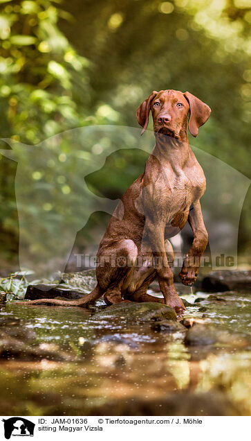 sitting Magyar Vizsla / JAM-01636