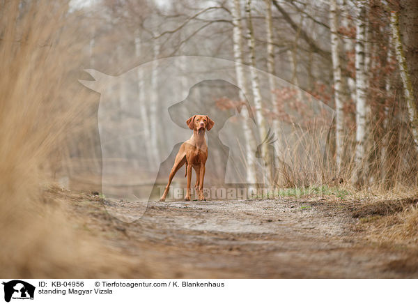 standing Magyar Vizsla / KB-04956