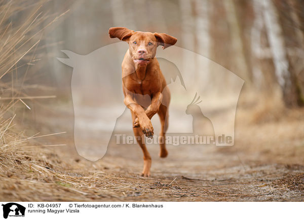 running Magyar Vizsla / KB-04957