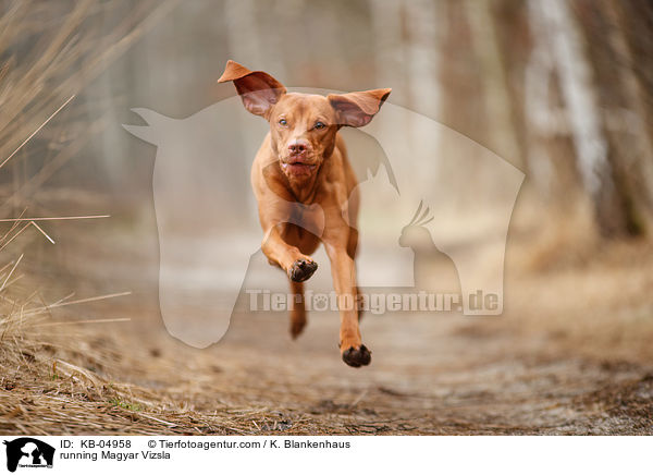 running Magyar Vizsla / KB-04958