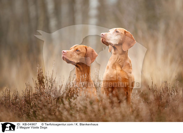 2 Magyar Vizsla Dogs / KB-04967