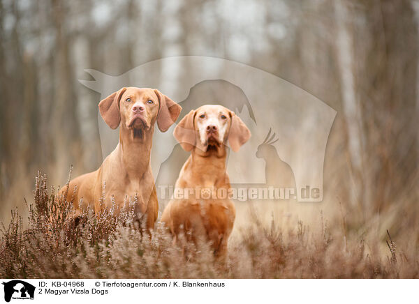 2 Magyar Vizsla Dogs / KB-04968