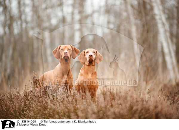 2 Magyar Vizsla Dogs / KB-04969
