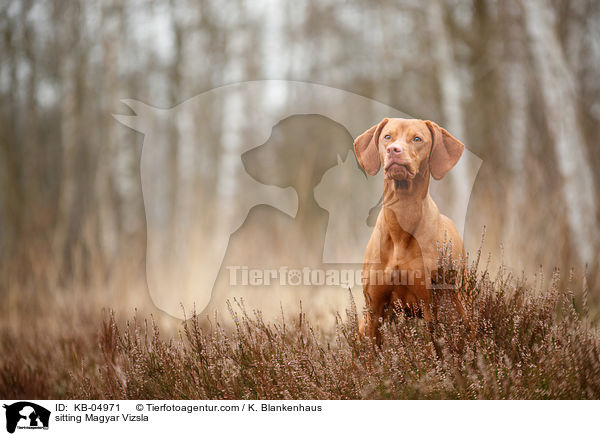 sitting Magyar Vizsla / KB-04971
