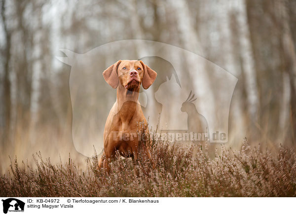 sitting Magyar Vizsla / KB-04972