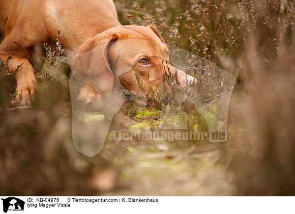 lying Magyar Vizsla / KB-04976