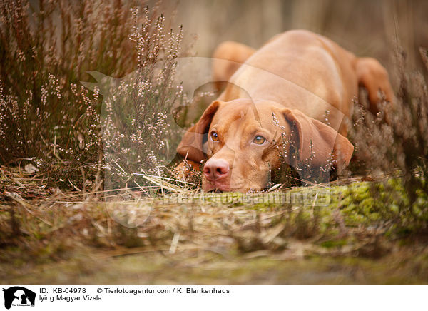 lying Magyar Vizsla / KB-04978