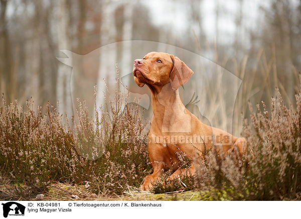 lying Magyar Vizsla / KB-04981