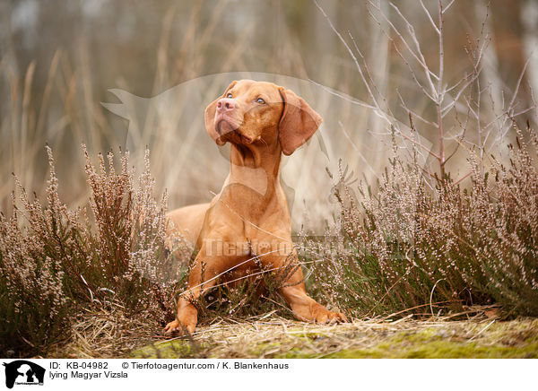 lying Magyar Vizsla / KB-04982