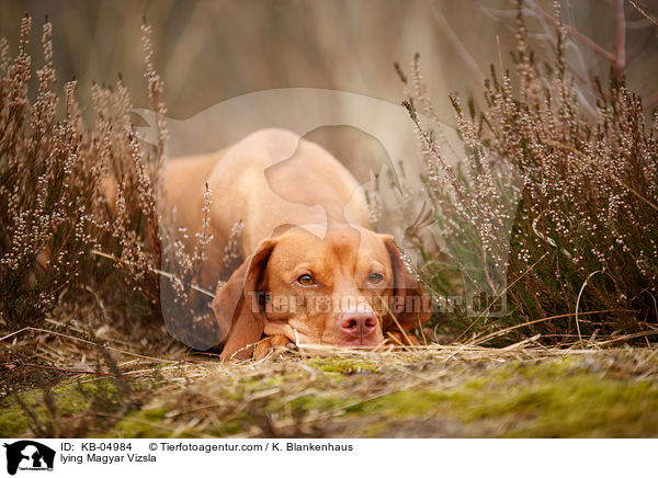 liegender Magyar Vizsla / lying Magyar Vizsla / KB-04984