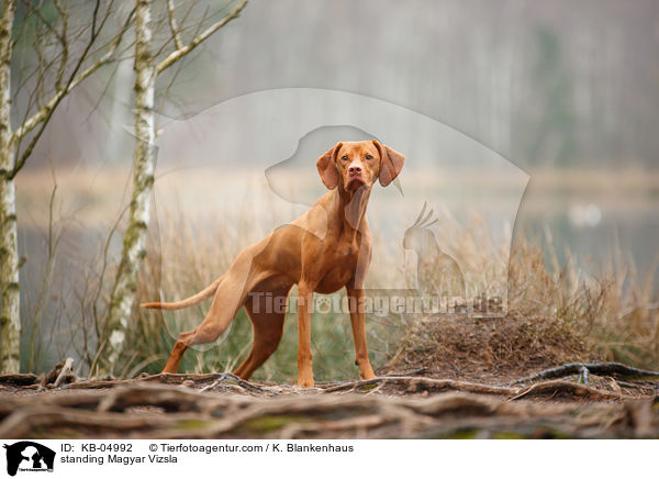 standing Magyar Vizsla / KB-04992