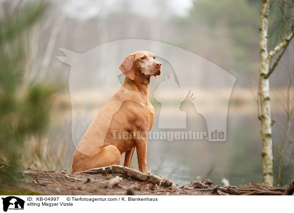 sitting Magyar Vizsla / KB-04997