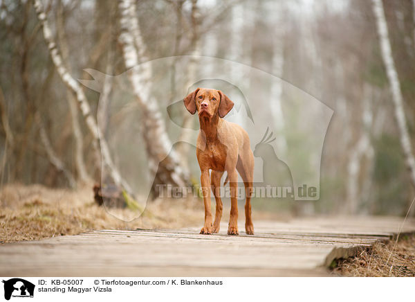 standing Magyar Vizsla / KB-05007