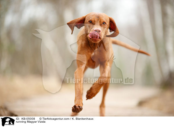running Magyar Vizsla / KB-05008