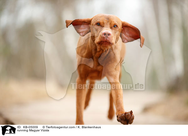 running Magyar Vizsla / KB-05009