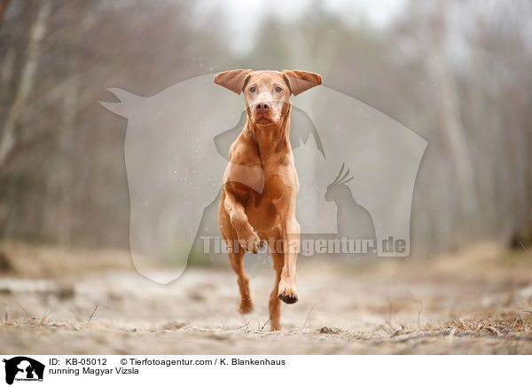 running Magyar Vizsla / KB-05012