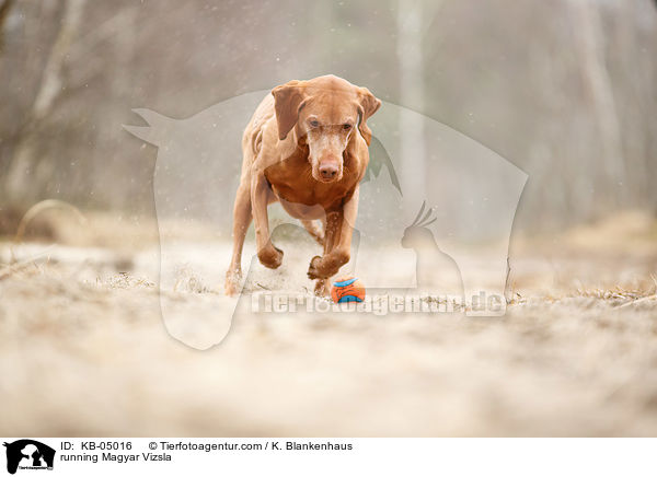 running Magyar Vizsla / KB-05016