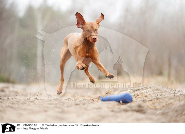 running Magyar Vizsla / KB-05018