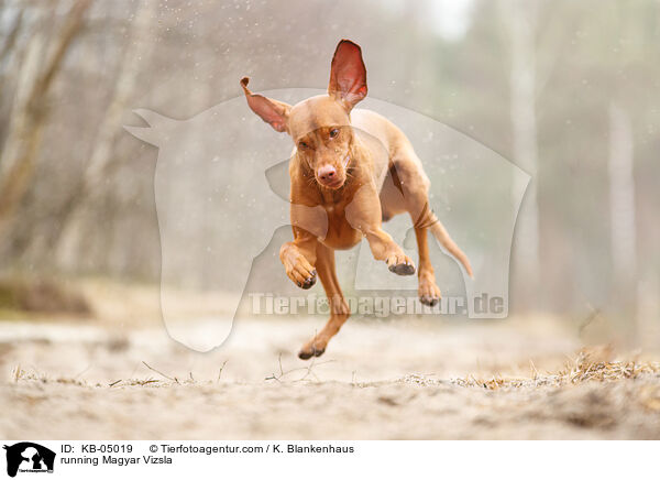 running Magyar Vizsla / KB-05019