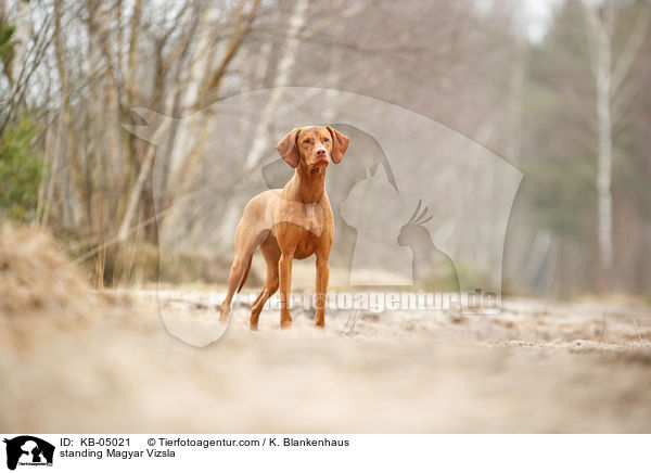 standing Magyar Vizsla / KB-05021