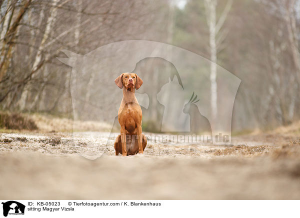 sitting Magyar Vizsla / KB-05023