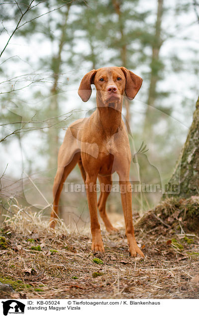 standing Magyar Vizsla / KB-05024