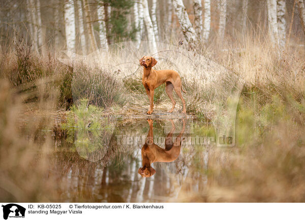 standing Magyar Vizsla / KB-05025