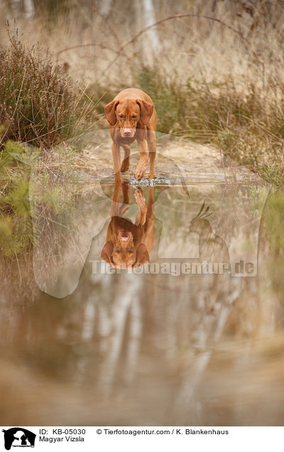 Magyar Vizsla / KB-05030