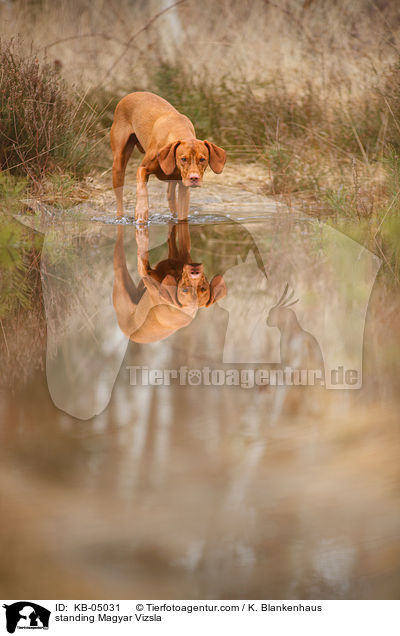 standing Magyar Vizsla / KB-05031