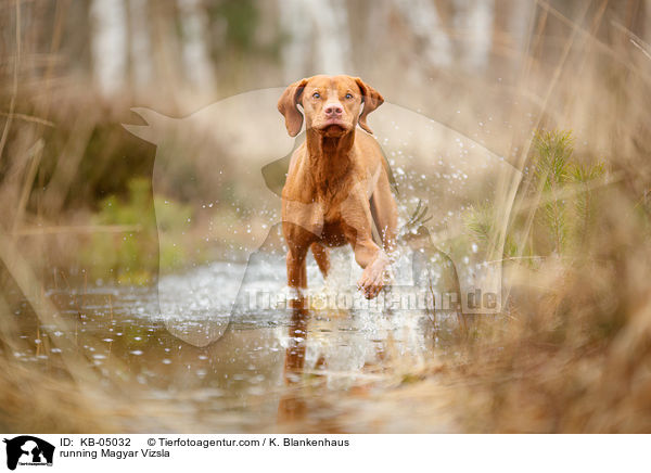 running Magyar Vizsla / KB-05032
