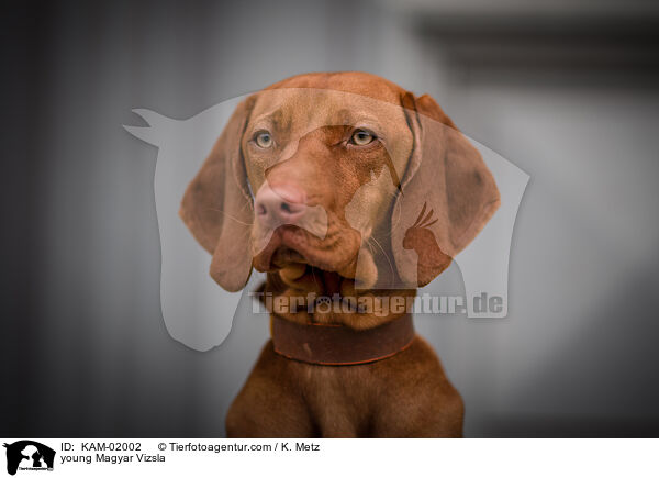 young Magyar Vizsla / KAM-02002