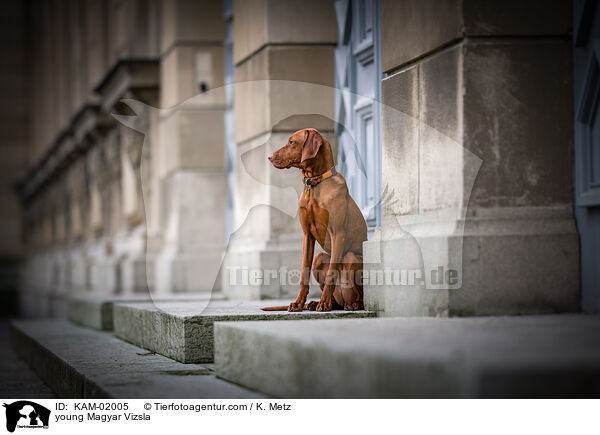 young Magyar Vizsla / KAM-02005