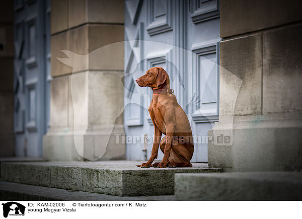 young Magyar Vizsla / KAM-02006