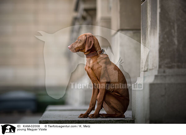 young Magyar Vizsla / KAM-02008