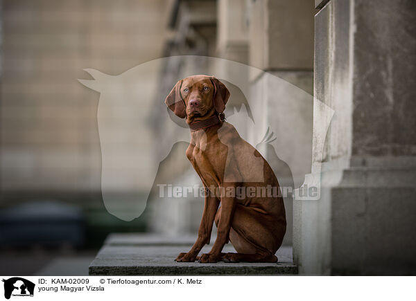 young Magyar Vizsla / KAM-02009