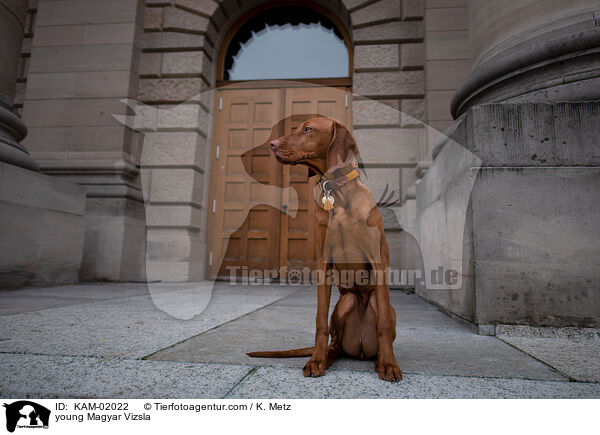 junger Magyar Vizsla / young Magyar Vizsla / KAM-02022