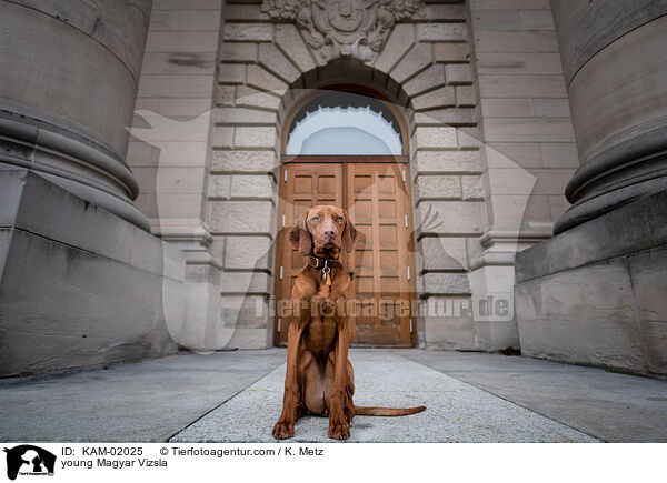 junger Magyar Vizsla / young Magyar Vizsla / KAM-02025
