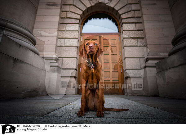 junger Magyar Vizsla / young Magyar Vizsla / KAM-02026