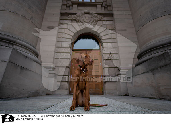 junger Magyar Vizsla / young Magyar Vizsla / KAM-02027