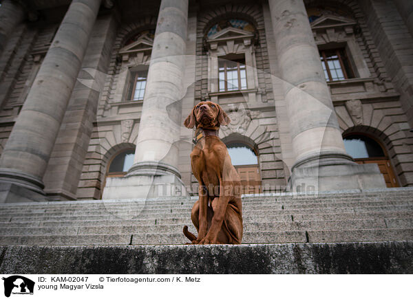 junger Magyar Vizsla / young Magyar Vizsla / KAM-02047