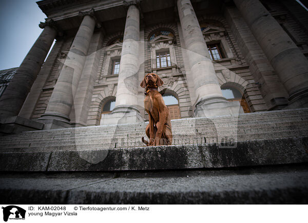 junger Magyar Vizsla / young Magyar Vizsla / KAM-02048