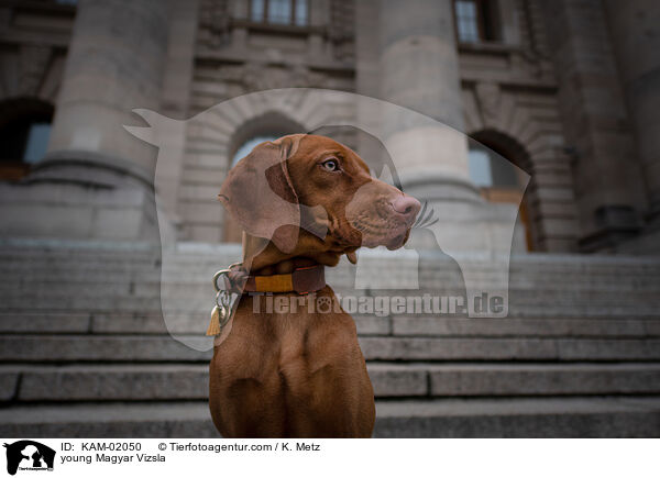 young Magyar Vizsla / KAM-02050