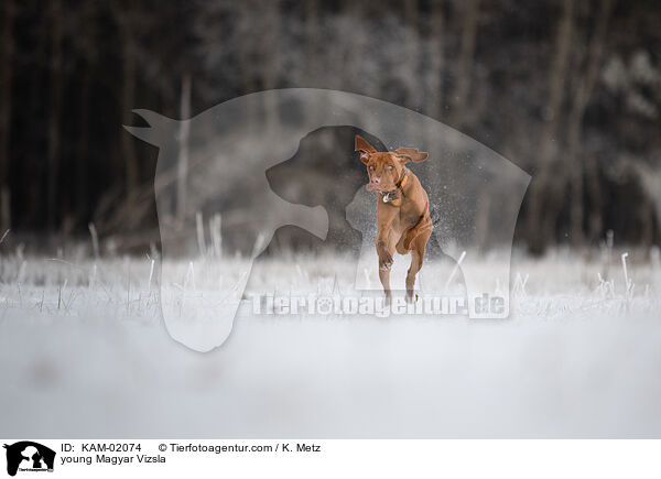 young Magyar Vizsla / KAM-02074