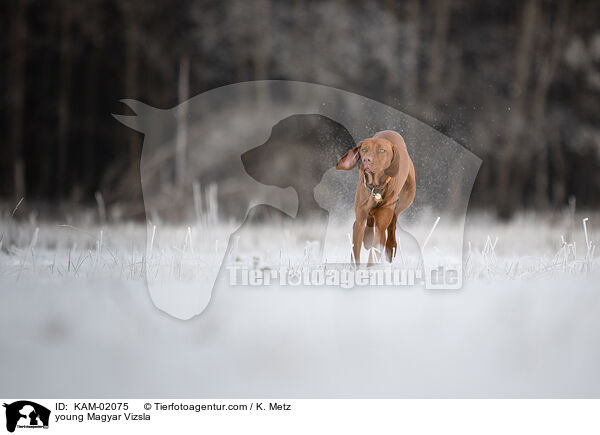 young Magyar Vizsla / KAM-02075